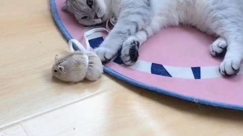 cute playful kitten