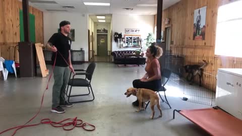 Leash reactive dog training- Dog reactivity training