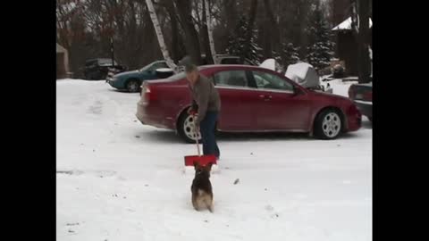 Corgi Flips Every Time Man Flings Snow Into The Air