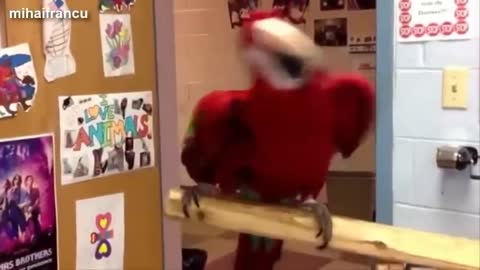 Funny Parrots Dancing Compilation#2