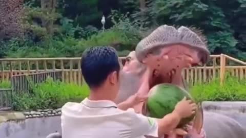 Animal eating watermelon