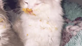 Kittens Get Into Cheese