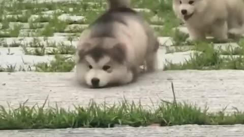 Funny and cute puppy🐶🐕||funniest animals video