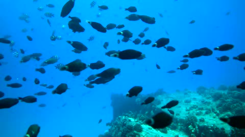 Scuba diver diving deep in the ocean accidentally recorded hundreds of parrot fish moving