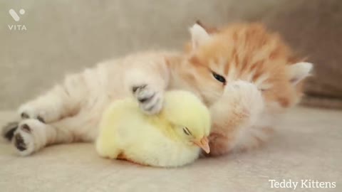 Kitten love to chicken and sleep together