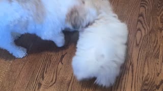 Teddy Bear Dog Play