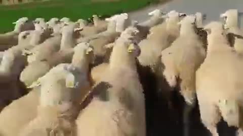 Sheep shepherd in Spain