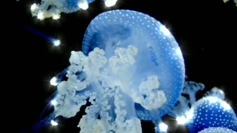 Deep Blue sea jelly fish