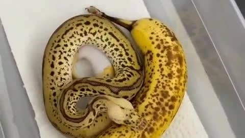 Banana and snake in one bowl