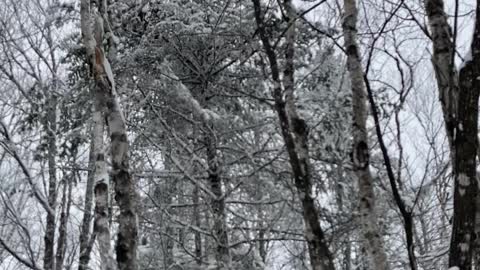 Trees are frosted it’s so cold here