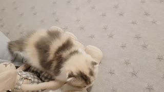 cute kitten videos short leg cat ws