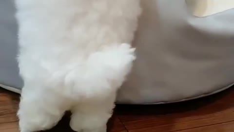 Cute puppy | Snow White puppy