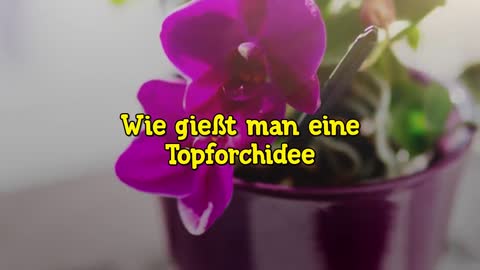 Orchidee