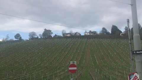 Vineyard in vienna