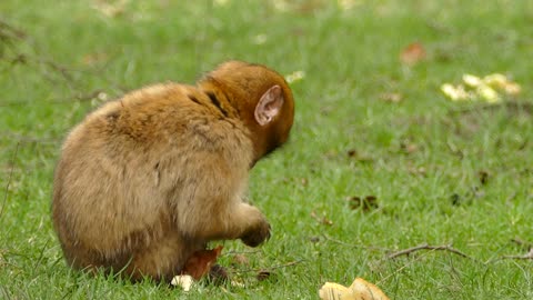 Cute Monkey is Having Mushrooms for Breakfast