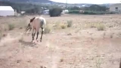 tiny colt galloping