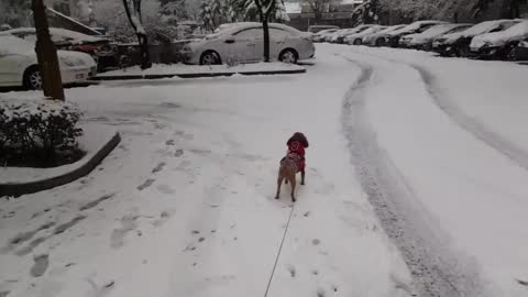 A puppy that feels good when it snows