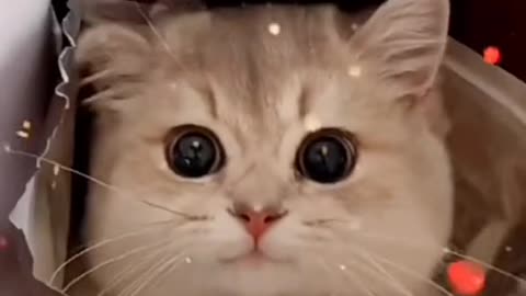 Cat cute video compilation #fuunyvideoanimals