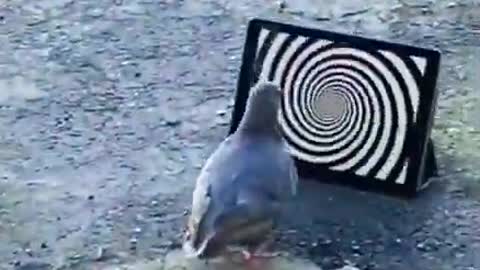 Bird gets hypnotised