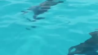 Wild Dolphin Visits His Dog Best Friend Every