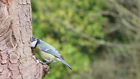 A beautiful colorful bird eats from a hole in a tree trunk and sings
