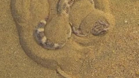 Wow🤪🤪....A sand Viper hiding in the sand🤭