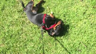 Lazy dog refuses to walk, has to be dragged on leash