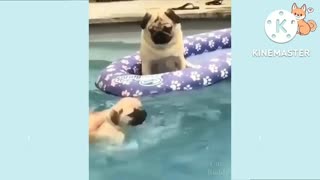 Cute dog playing swimming pool 🐕🐕