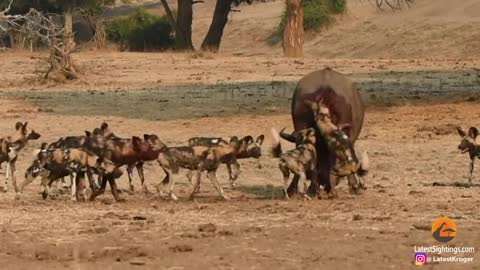 Wild Dogs Pop Huge Pimple on Buffalo @