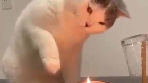 Cat with candles fire