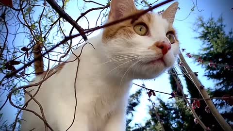 Beautiful Cat |Cat Video |