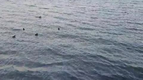 Cute ducks floating in the sea