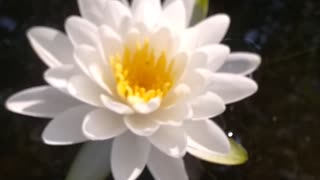 Water Lilly