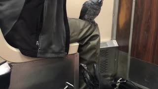 Man wiping bird poop from jacket grey bird