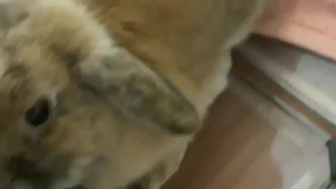 Bunny Twitches While Eating Banana - So Cute