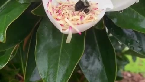 Ever see a bee play? 😀🌸🐝