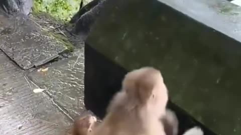 Monkey training his baby funny