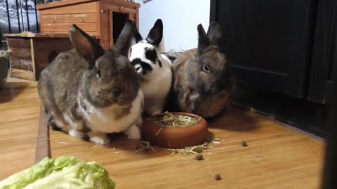 Three bunnies eating dinner.