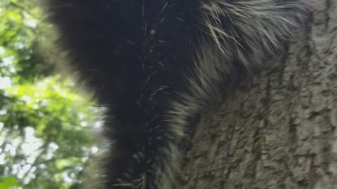 Up close with Mr. Porcupine