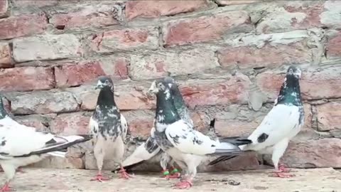 Beautiful pigeon breeder pair best flying parvaazi