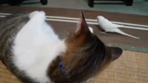 Little Bird Kisses His Cat Friend !