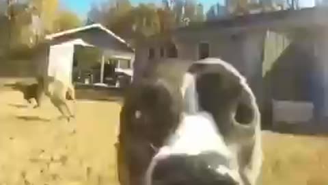 Dog steals camera.