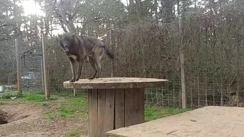 Faelen the wolfdog loves playing with dad.