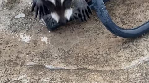 Orphaned Raccoons Play With Hose