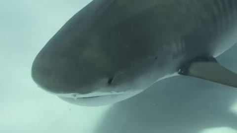 AN ENCOUNTER WITH A SHARK IN THE BAHAMAS