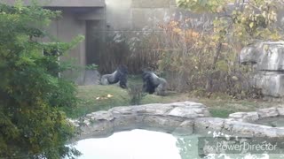 Gorillas Go On A Rampage Chasing One Another On A Warm Afternoon At The Zoo