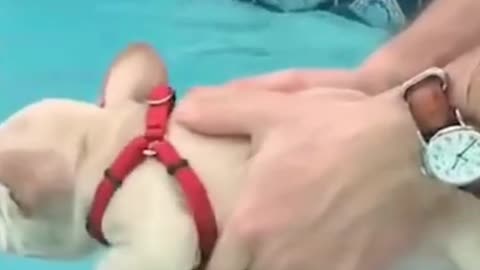 Doggy trying to learn swim