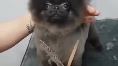 Dog dancing to music while getting a haircut