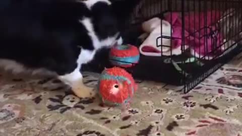 Black dog trying to get toys out of cage but struggles