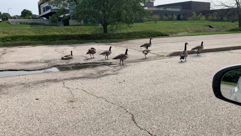 Geese in the parking lot